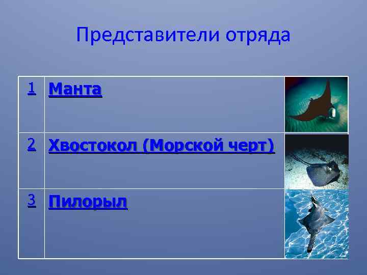 Представители отряда 1 Манта 2 Хвостокол (Морской черт) 3 Пилорыл 