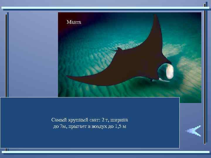 Манта Самый крупный скат: 2 т, ширина до 7 м, прыгает в воздух до