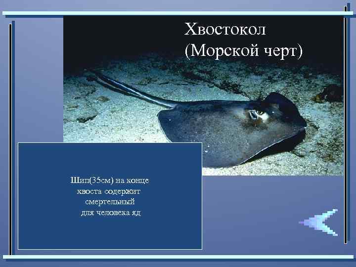 Хвостокол (Морской черт) Шип(35 см) на конце хвоста содержит смертельный для человека яд 