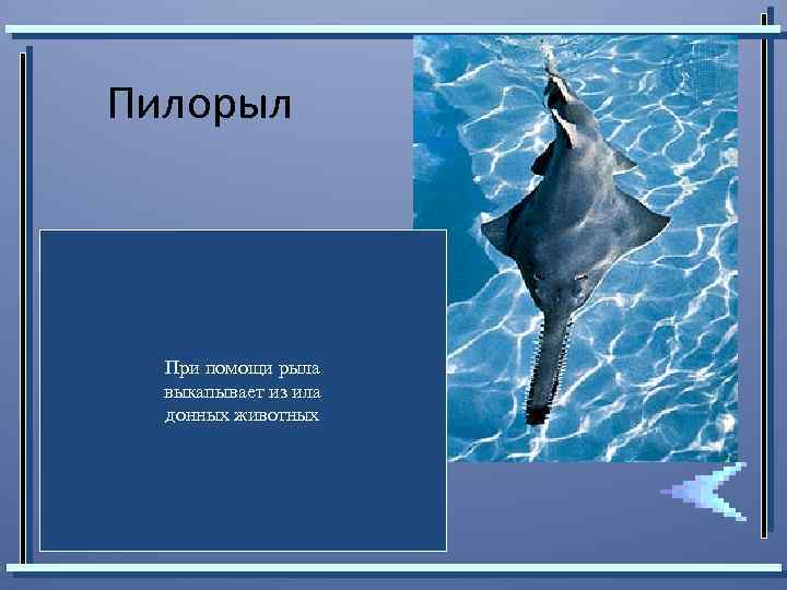 Пилорыл При помощи рыла выкапывает из ила донных животных 