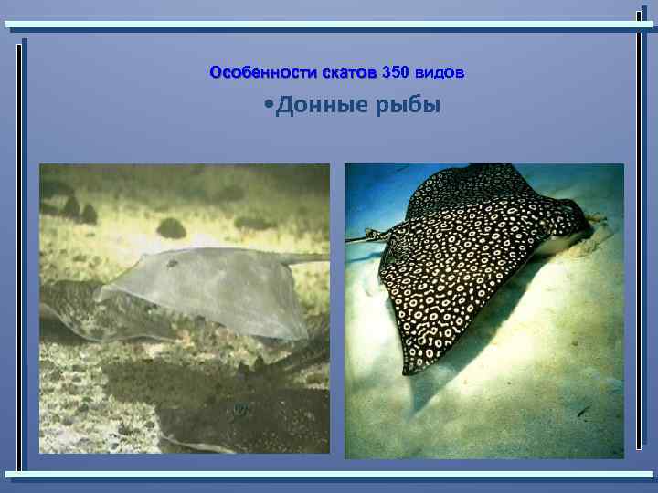 Особенности скатов 350 видов • Донные рыбы 