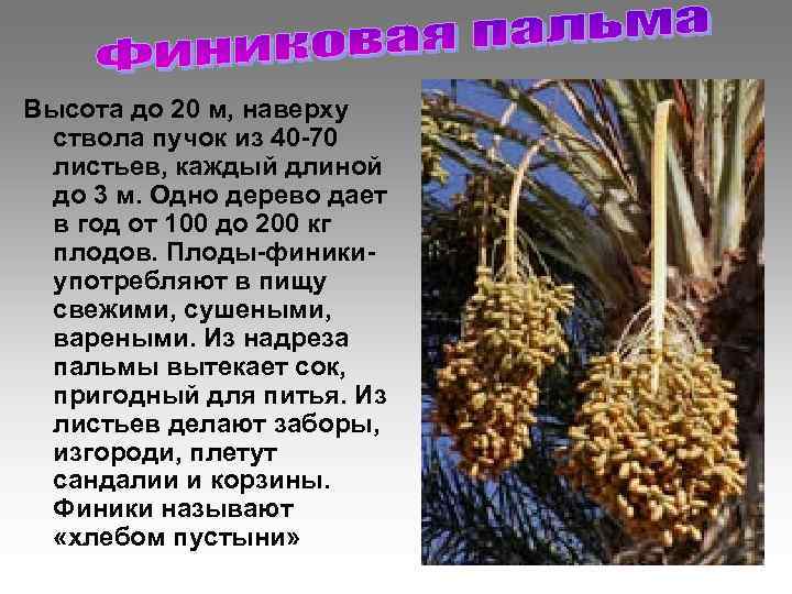 Высота до 20 м, наверху ствола пучок из 40 -70 листьев, каждый длиной до