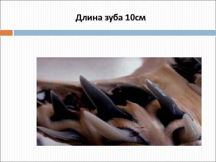 Длина зуба 10 см 