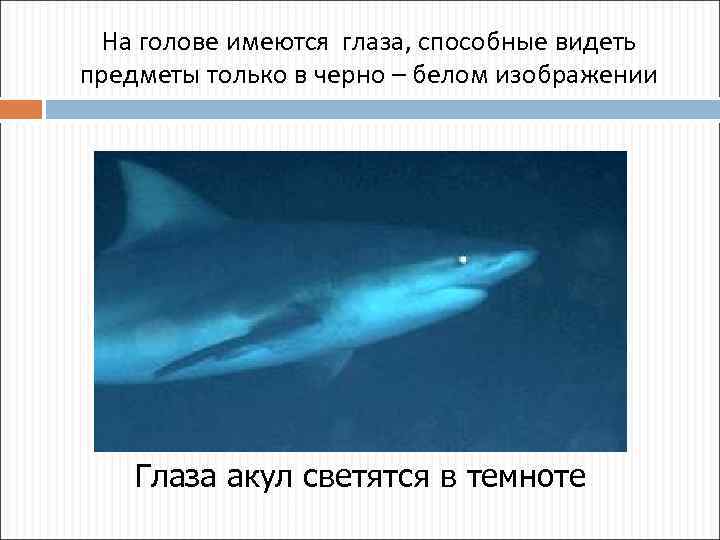 На голове имеются глаза, способные видеть предметы только в черно – белом изображении Глаза