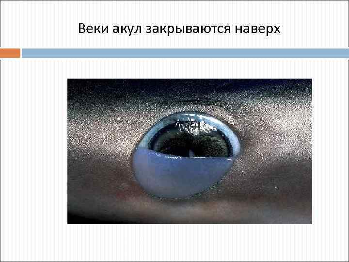 Веки акул закрываются наверх 