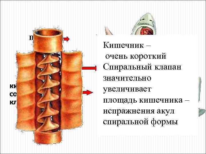 печень желудок кишечник со спиральным клапаном сердце Кишечник – очень короткий Спиральный клапан значительно