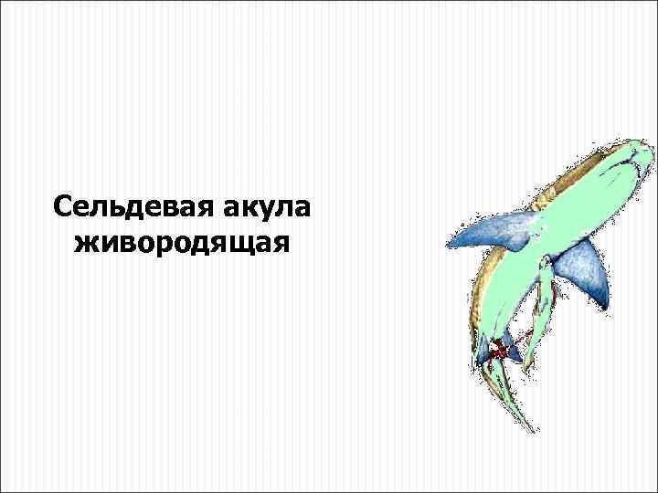 Сельдевая акула живородящая 