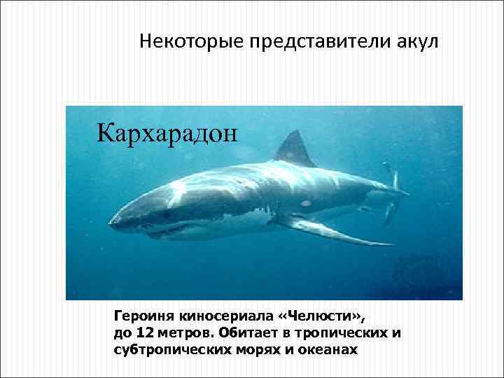 Некоторые представители акул Кархарадон Героиня киносериала «Челюсти» , до 12 метров. Обитает в тропических