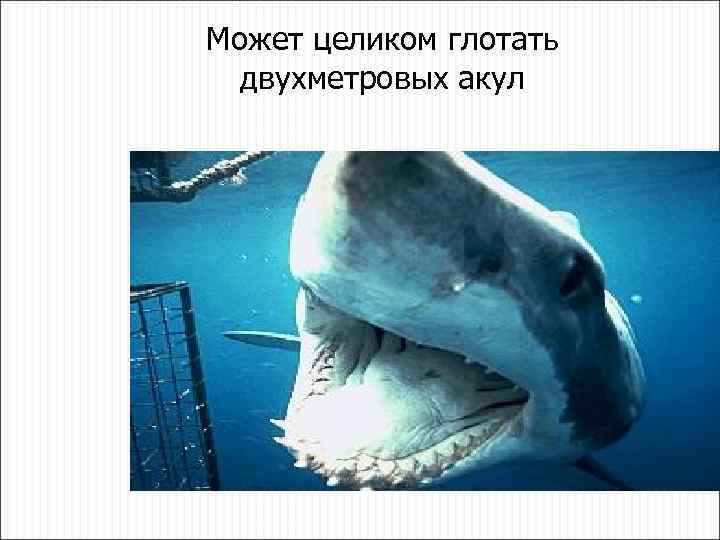 Может целиком глотать двухметровых акул 