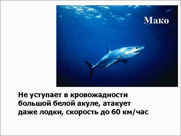Мако Не уступает в кровожадности большой белой акуле, атакует даже лодки, скорость до 60