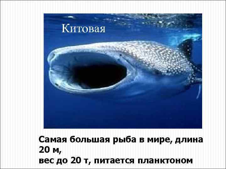Китовая Самая большая рыба в мире, длина 20 м, вес до 20 т, питается