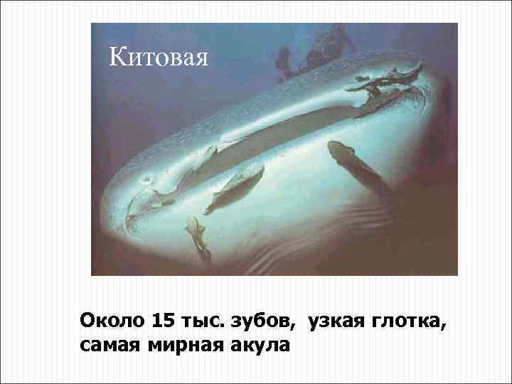Китовая Около 15 тыс. зубов, узкая глотка, самая мирная акула 