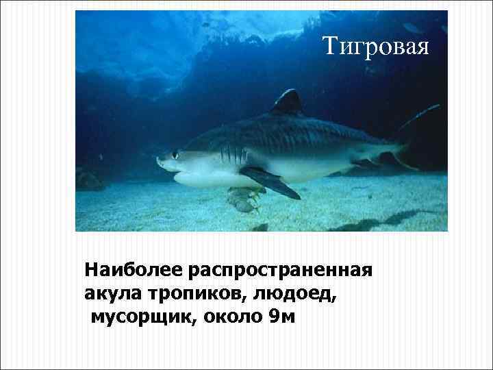 Тигровая Наиболее распространенная акула тропиков, людоед, мусорщик, около 9 м 