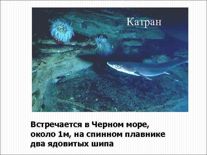 Катран Встречается в Черном море, около 1 м, на спинном плавнике два ядовитых шипа