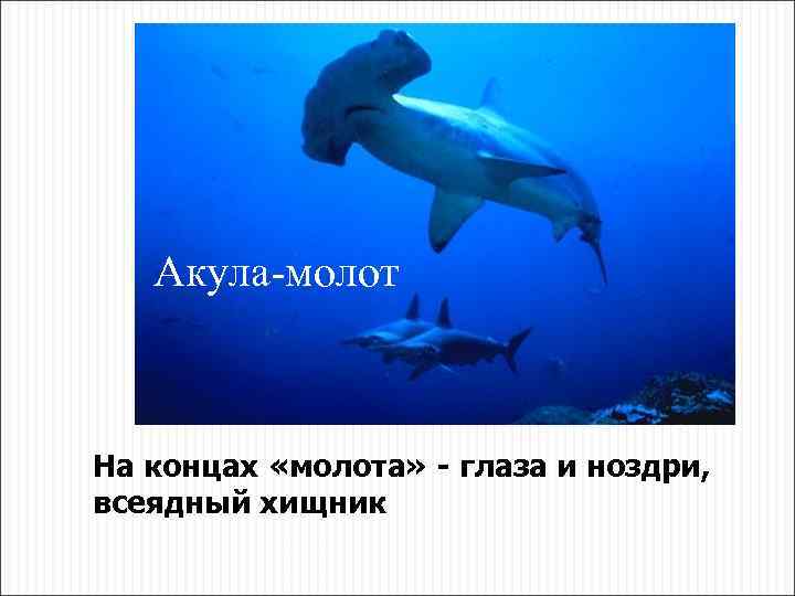 Акула-молот На концах «молота» - глаза и ноздри, всеядный хищник 
