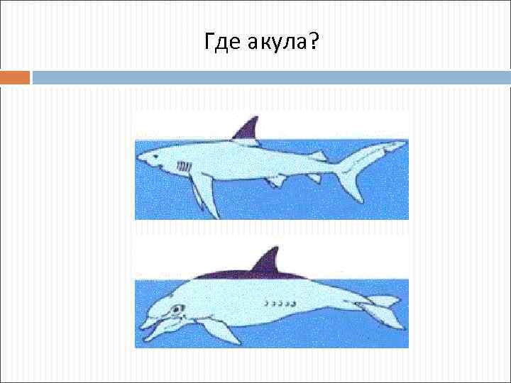 Где акула? 