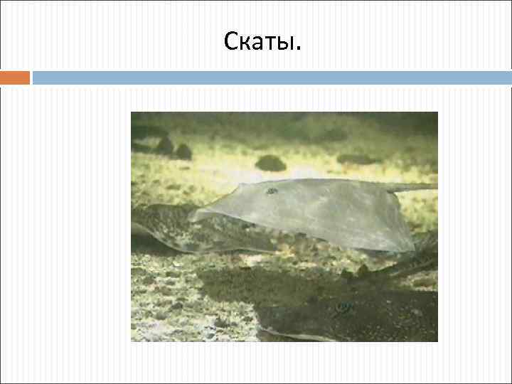 Скаты. 