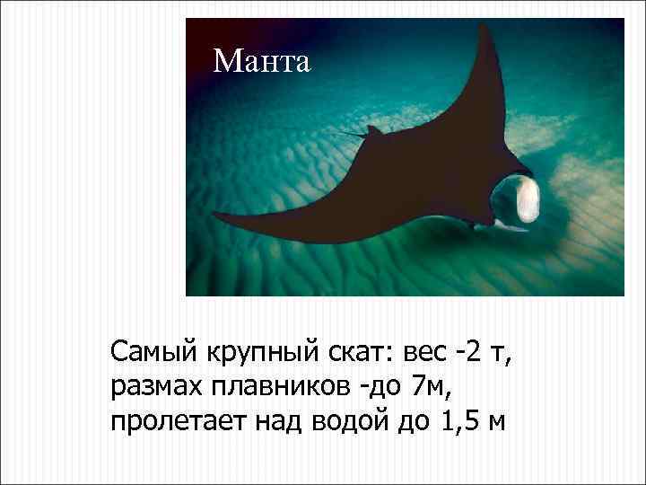Манта Самый крупный скат: вес -2 т, размах плавников -до 7 м, пролетает над