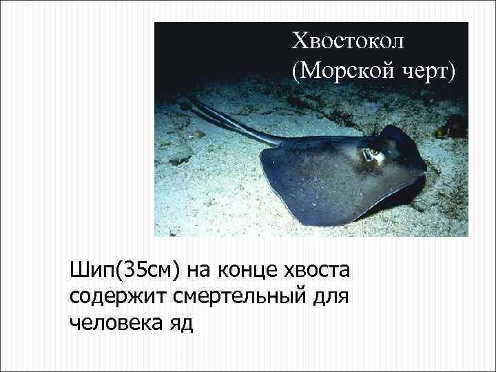 Хвостокол (Морской черт) Шип(35 см) на конце хвоста содержит смертельный для человека яд 