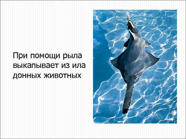 При помощи рыла выкапывает из ила донных животных 