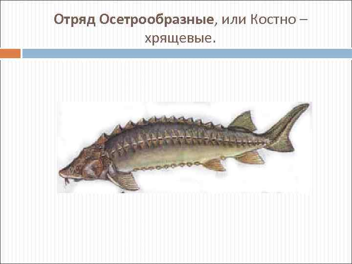 Отряд Осетрообразные, или Костно – хрящевые. 