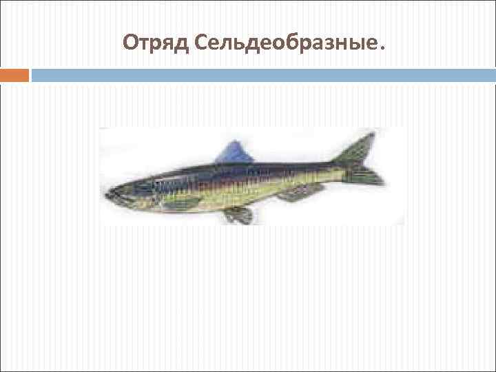 Отряд Сельдеобразные. 