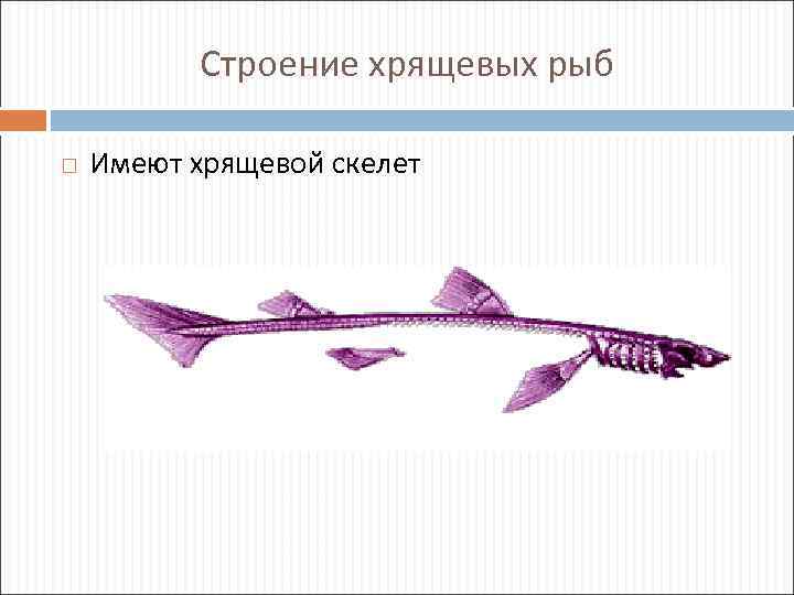 Строение хрящевых рыб Имеют хрящевой скелет 