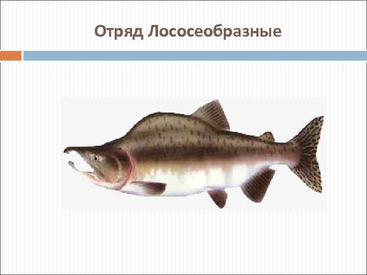 Отряд Лососеобразные 