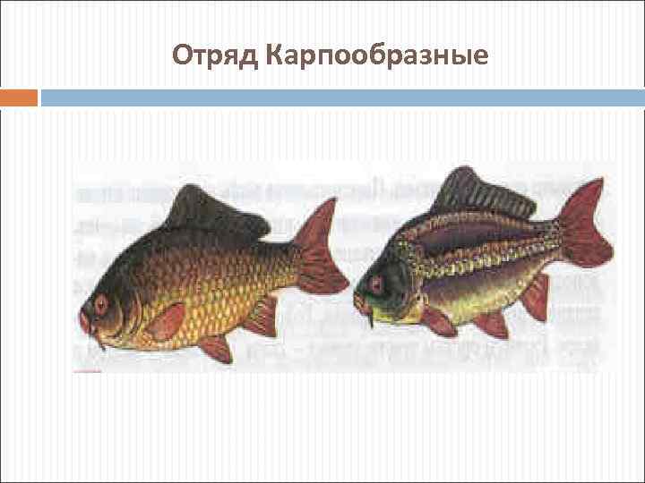 Отряд Карпообразные 