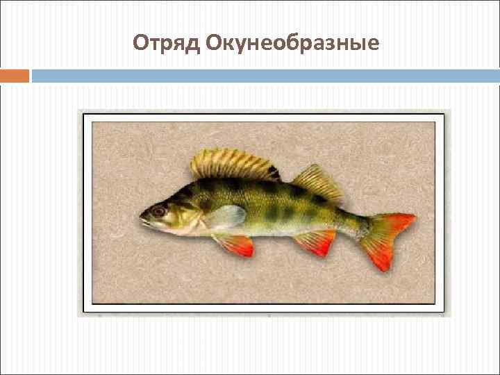 Отряд Окунеобразные 