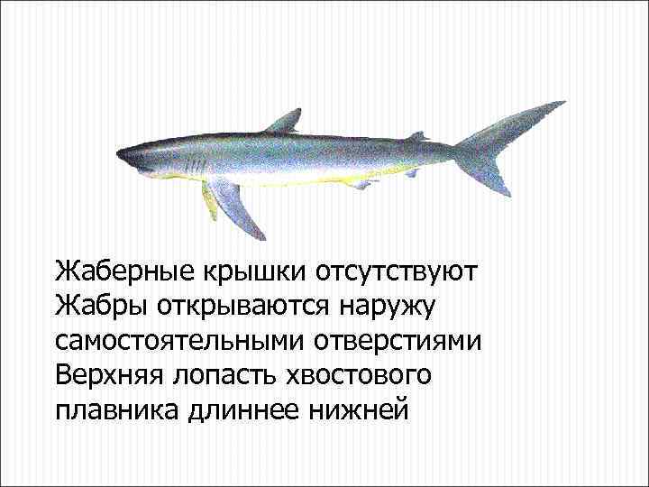 Жаберные крышки отсутствуют Жабры открываются наружу самостоятельными отверстиями Верхняя лопасть хвостового плавника длиннее нижней