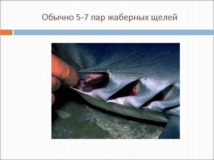 Обычно 5 -7 пар жаберных щелей 
