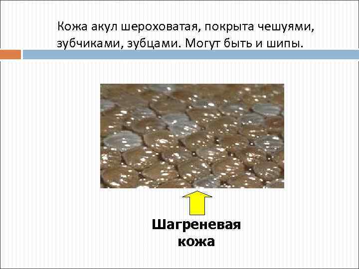 Кожа акул шероховатая, покрыта чешуями, зубчиками, зубцами. Могут быть и шипы. Шагреневая кожа 