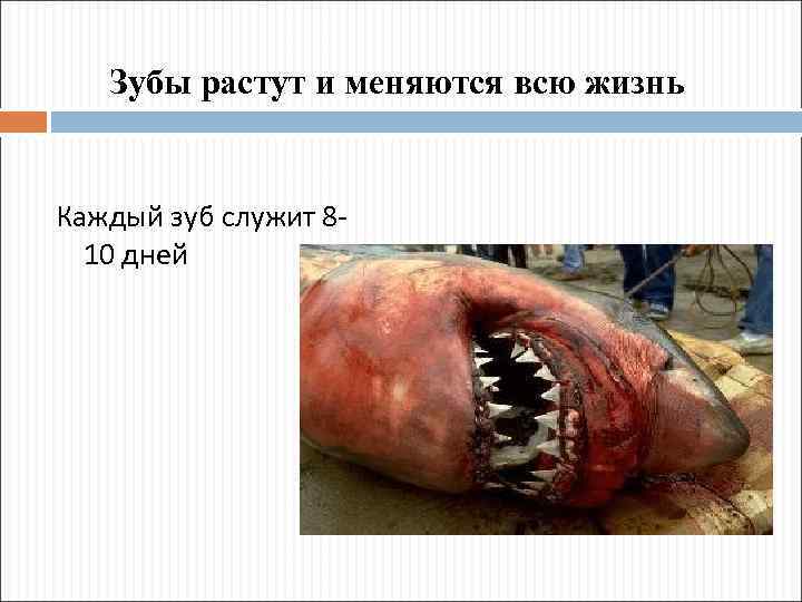 Зубы растут и меняются всю жизнь Каждый зуб служит 810 дней 