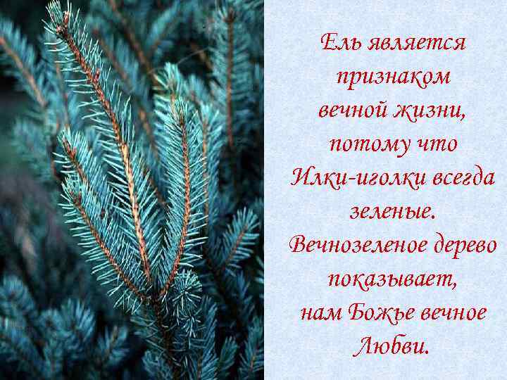 Ель является признаком вечной жизни, потому что Илки-иголки всегда зеленые. Вечнозеленое дерево показывает, нам