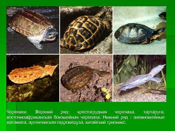 Черепахи. Верхний ряд: крестогрудная черепаха, тартаруга, восточноафриканская бокошейная черепаха. Нижний ряд : змеиношейные мата,