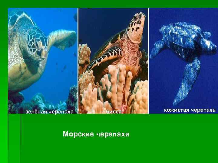 зелёная черепаха бисса Морские черепахи кожистая черепаха 