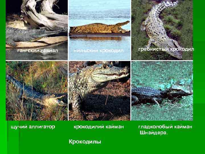гангский гавиал щучий аллигатор нильский крокодил гребнистый крокодилий кайман гладколобый кайман Шнайдера. Крокодилы 