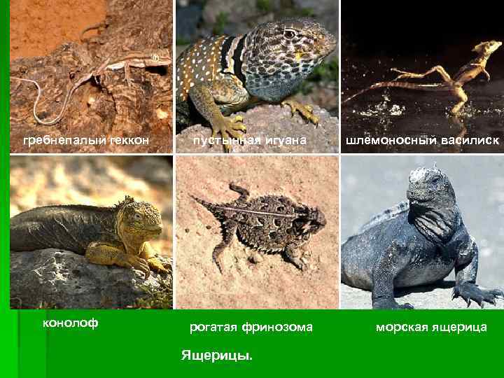 гребнепалый геккон конолоф пустынная игуана рогатая фринозома Ящерицы. шлемоносный василиск морская ящерица 