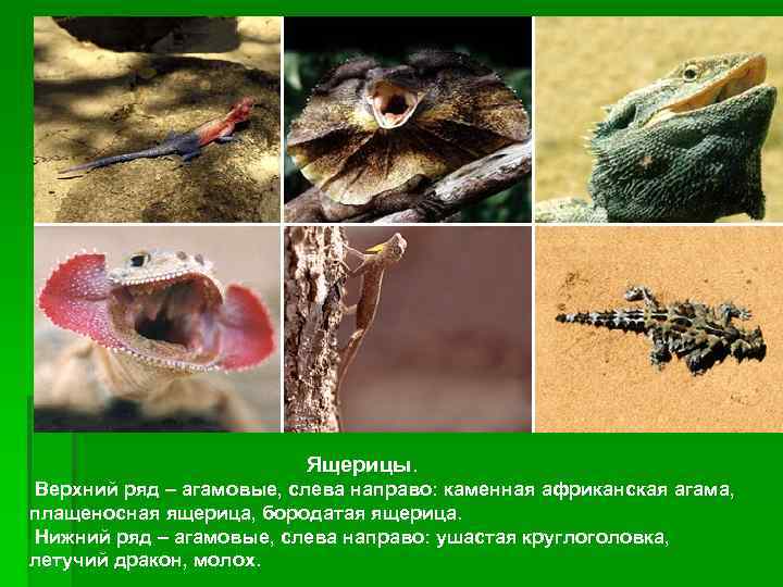  Ящерицы. Верхний ряд – агамовые, слева направо: каменная африканская агама, плащеносная ящерица, бородатая