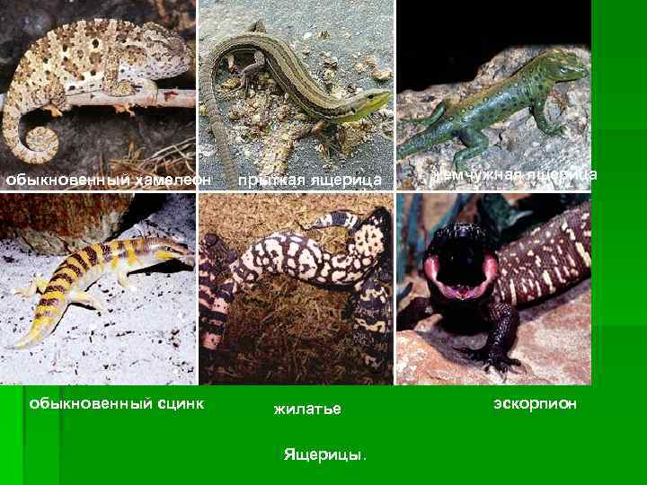 обыкновенный хамелеон обыкновенный сцинк прыткая ящерица жилатье Ящерицы. жемчужная ящерица эскорпион 