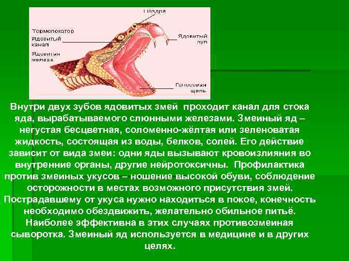 Внутри двух зубов ядовитых змей проходит канал для стока яда, вырабатываемого слюнными железами. Змеиный