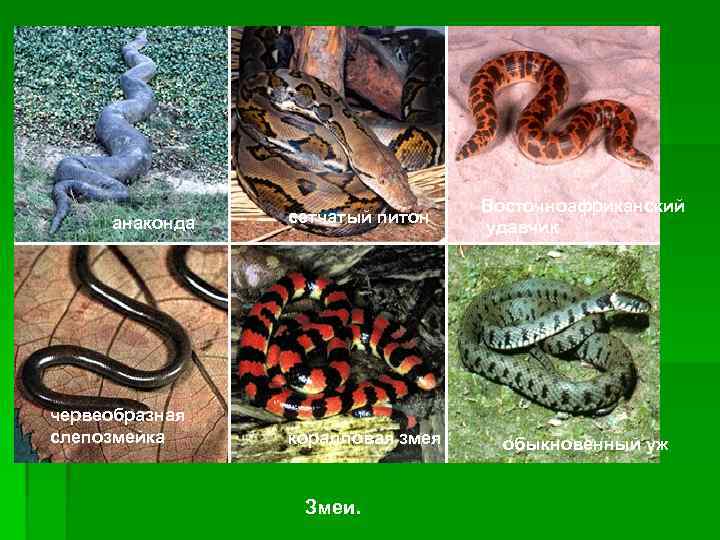 анаконда червеобразная слепозмейка сетчатый питон коралловая змея Змеи. Восточноафриканский удавчик обыкновенный уж 