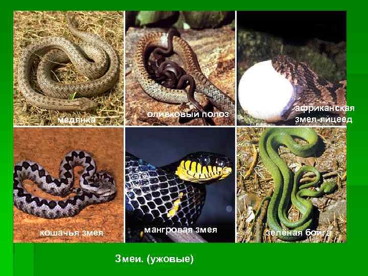 медянка кошачья змея оливковый полоз мангровая змея Змеи. (ужовые) африканская змея-яйцеед зелёная бойга 