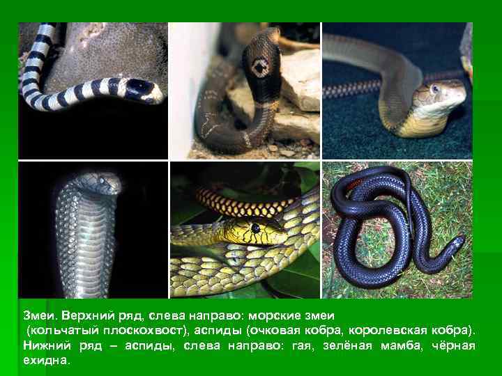 Змеи. Верхний ряд, слева направо: морские змеи (кольчатый плоскохвост), аспиды (очковая кобра, королевская кобра).