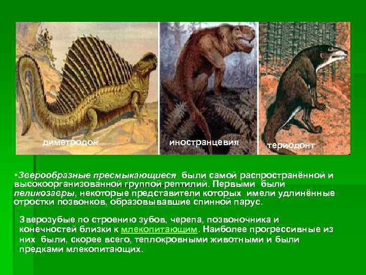 диметродон иностранцевия териодонт §Зверообразные пресмыкающиеся были самой распространённой и высокоорганизованной группой рептилий. Первыми были