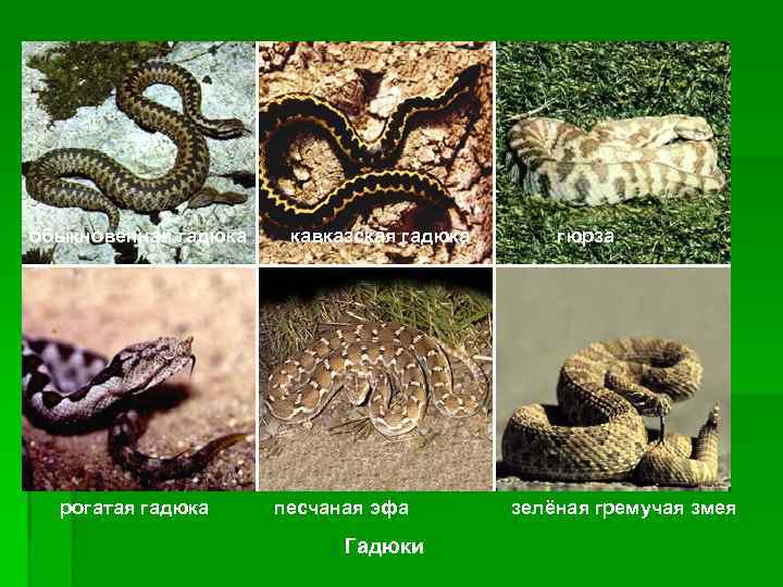 обыкновенная гадюка кавказская гадюка гюрза рогатая гадюка песчаная эфа зелёная гремучая змея Гадюки 