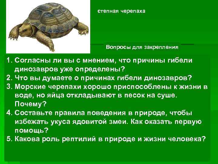 степная черепаха Вопросы для закрепления 1. Согласны ли вы с мнением, что причины гибели