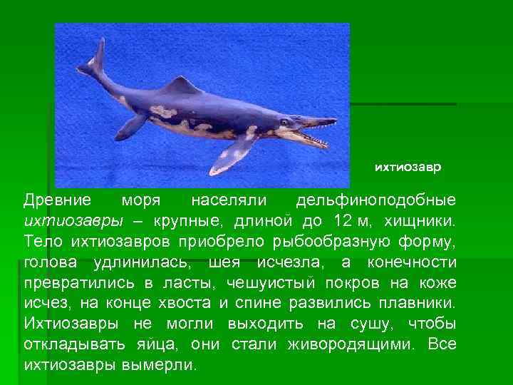 ихтиозавр Древние моря населяли дельфиноподобные ихтиозавры – крупные, длиной до 12 м, хищники. Тело