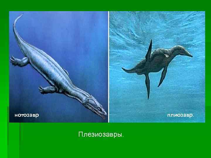 нотозавр плиозавр. Плезиозавры. 